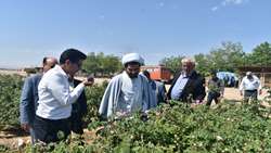 بازدید بازرس کل استان قم از مزارع کشاورزی گندم، گل محمدی و پسته بخش جعفرآباد